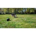 Dog Comets Star Chaser - 1 item