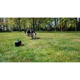 Dog Comets Star Chaser - 1 stuk