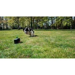 Dog Comets Star Chaser - 1 item