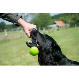 Dog Comets Bâton de Lancer de Meteor Vert - L