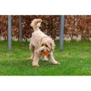 Dog Comets Exoplanet Igelball Orange - S