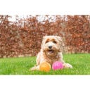 Dog Comets Exoplanet Spiky Ball Pink - S
