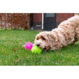 Dog Comets Exoplanet Bal - Groen - S