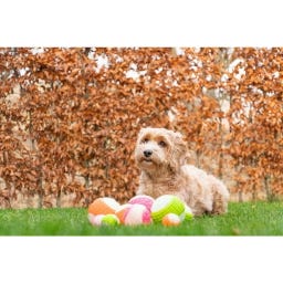 Dog Comets Glow In The Dark Moon Ball Orange - S