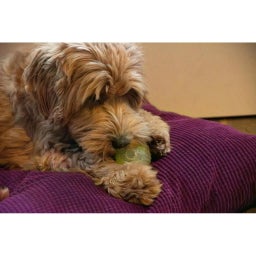 Dog Comets Glow In The Dark Moon Ball - Oranje - S