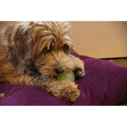 Dog Comets Glow In The Dark Moon Ball Rosa - S