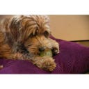 Dog Comets Glow In The Dark Moon Ball Rosa - S