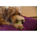 Dog Comets Glow In The Dark Moon Ball - Green - S