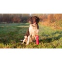 Dog Comets Invaders Orange - L