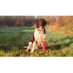 Dog Comets Invaders - Pink - M