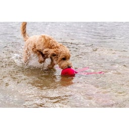 Dog Comets Alien Octo Orange - M