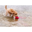 Dog Comets Alien Octo Orange - M