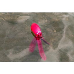 Dog Comets Alien Octo Pink - M