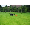 Dog Comets Pan-Stars Orange - M