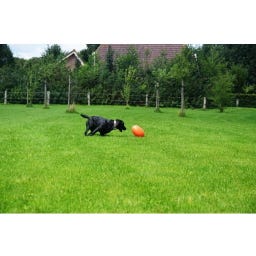 Dog Comets Pan-Stars Orange - M