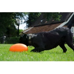 Dog Comets Pan-Stars - Orange - M