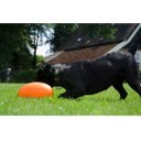 Dog Comets Pan-Stars Orange - L