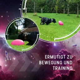 Dog Comets Pan-Stars Rosa - M