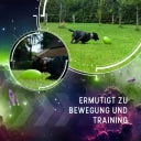 Dog Comets Pan-Stars Grün - M