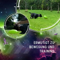 Dog Comets Pan-Stars Grün - M