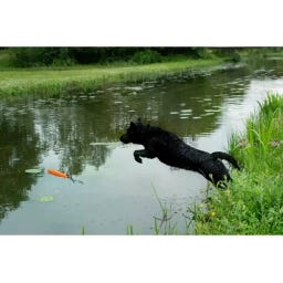 Dog Comets Orion - Orange