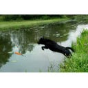 Dog Comets Orion - Vert