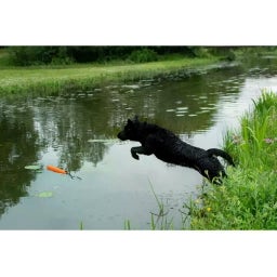 Dog Comets Orion - Orange