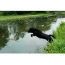 Dog Comets Orion - Arancione