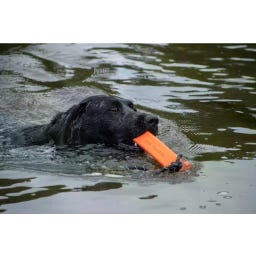 Dog Comets Orion - Oranje