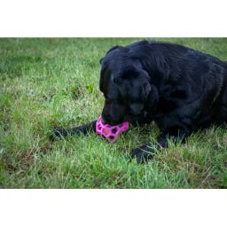 Dog Comets Moonstone Treat Cube - Green