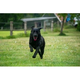 Dog Comets Blazar Jet - Arancione