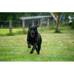 Dog Comets Blazar Jet - Arancione