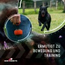 Dog Comets Blazar Jet - Orange