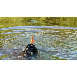 Dog Comets Bobber - Green