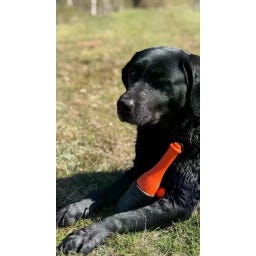 Dog Comets Bobber - zelená