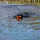 Dog Comets Bobber - Grün