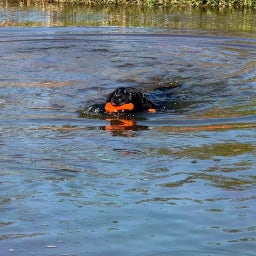 Dog Comets Bobber - Grün