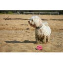 Dog Comets Neutron Star Tennis Ball Pink - M