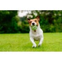 Neutron Star Tennis Ball With Squeaker Green - S