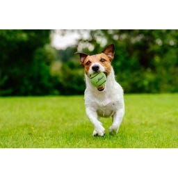 Neutron Star Tennis Ball With Squeaker Green - S