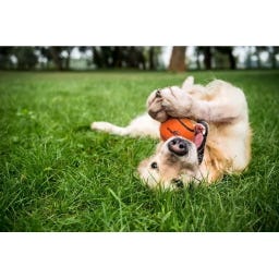 Neutron Star Tennis Ball With Squeaker Orange - S