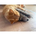 Aumüller Frettchen Katzenspielkissen - 1 Stk