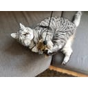 Aumüller Woozle Katzenangel mit Wuschel-Frettchen - 1 Stk