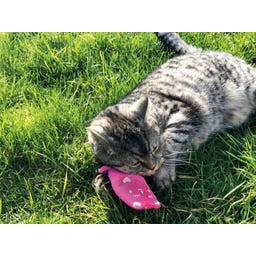 Aumüller Plüschkatzen 3er-Set Katzenspielkissen - 1 Set