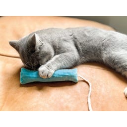 Cordkissen Sticks mit Kordel 2er-Set Katzenspielkissen - 1 Set