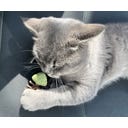 Aumüller Fischgräte 2er-Set Dentalspielzeug - 1 Set