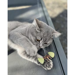 Aumüller Fischgräte 2er-Set Dentalspielzeug - 1 Set