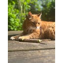 Aumüller Mix-Rolle 2er-Set Dentalspielzeug - 1 Set