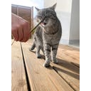 Aumüller Mikado Sticks 10er-Set Dentalspielzeug - 1 Set