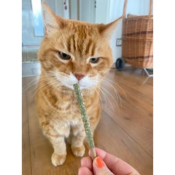 Aumüller Mikado Sticks 10er-Set Dentalspielzeug - 1 Set